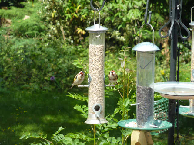 finches640.jpg