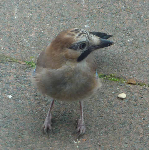 jay14072011door.jpg