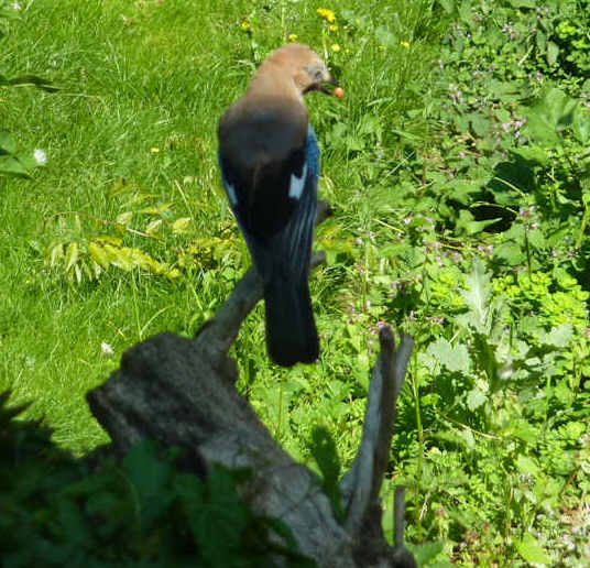 jay14072011logcropped.jpg