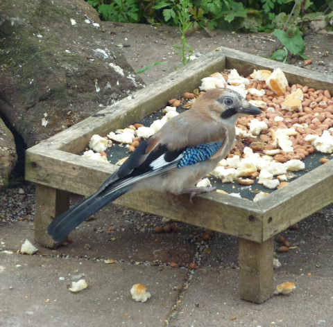 jay14072011tray.jpg