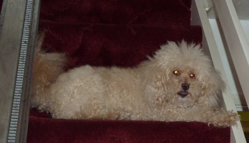 muttstairs1.jpg